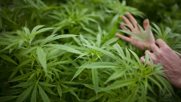 Doi polițiști, reținuți de DIICOT pe motiv că ar avea o plantație de canabis