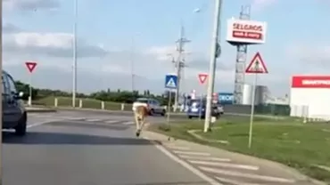 Atenție! Cangur în trafic! Animalul s-a luat la întrecere cu șoferii din Timișoara (VIDEO)
