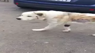 Gest șocant! Un cățel a fost folosit ca țintă și umplut de săgeți pe tot corpul (FOTO)