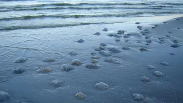 Fenomen bizar la malul mării. Ce a dus la apariția meduzelor moarte pe kilometrii întregi de plaje