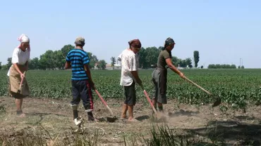 Zilieri, nu vă fie frică chiar de plata-i mică! Asistații sociali POT PRESTA munci sezoniere fără teama că-și vor pierde ajutorul de la stat