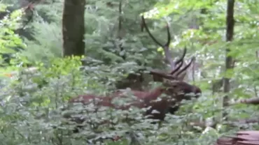 Imagini spectaculoase cu cerbi carpatini, surprinse în Apuseni (VIDEO)