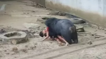 Imagini TERIFIANTE! Un bărbat a căzut în cușca unui urs (VIDEO)