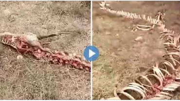 Localnicii au găsit scheletul unui dragon. Ce au surprins oamenii la fața locului