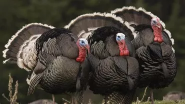 Poliția este în alertă! Oameni atacați de curcani sălbatici pe străzile unui oraș (FOTO)