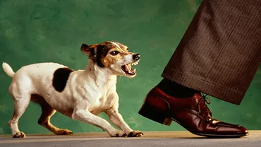 Câinele tău latră după ora 22? Primeşti amendă!