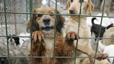 Situație revoltătoare: Câini luați de pe stradă fără acordul stăpânilor și duși în condiții mizere