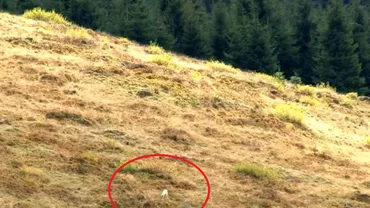 Imagini TERIFIANTE surprinse în Mestecăniș: Ce se întâmplă i-a SPERIAT pe oamenii din zonă (VIDEO)