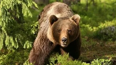 Alertă la Făgăraș: Un bărbat și o adolescentă, atacați de un urs. Cei doi au ajuns la spital (VIDEO)