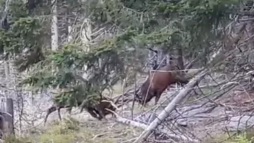 Imagini dintr-o pădure românească: Doi cerbi carpatini se luptă pentru supremație, acompaniați de sunetul ”duios” al drujbelor (VIDEO)