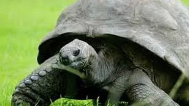 Cea mai în vârstă broască țestoasă din lume este un mascul gay, pe nume Jonathan