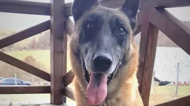 El este câinele care a ajutat la găsirea unui kilogram de droguri. Traficanții au fost reținuți (FOTO)