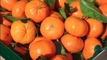 Citricele din comerț pot conține o substanță care atacă ficatul și rinichii (FOTO)