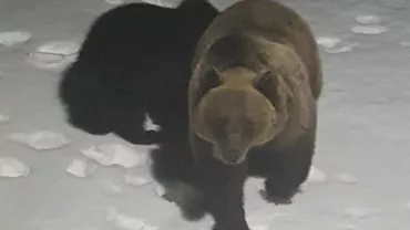 Urșii au pus stăpânire la Bâlea Lac (FOTO)