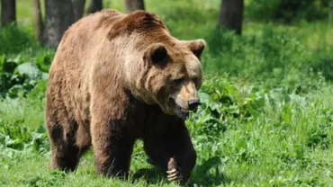 Ministerul Mediului și-a dat acordul ca doi urși să fie vânați în Bucovina