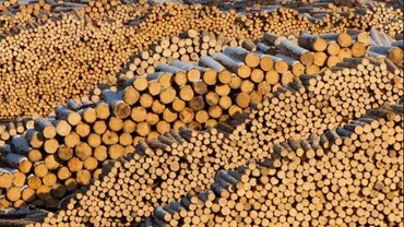 Mobilizare generală pentru păduri: Activiștii de mediu se opun recertificării companiei Holzindustrie Schweighofer