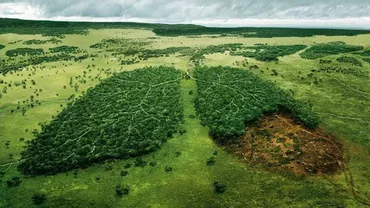 Klaus Iohannis retrimite la Parlament o lege esențială pentru pădurile din România