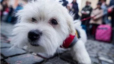 ”Caut bilet pentru democrație” Flashmob cu bagaje și trolere în fața sediului PSD Sibiu (VIDEO, FOTO)