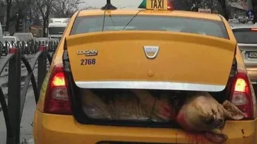 Imaginea zilei: Un taximetrist, surprins în trafic transportând un porc tăiat pentru Crăciun (FOTO)