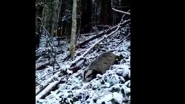 Imagini inedite: Un viezure care își caută provizii, filmat într-o pădure din Caraș-Severin (VIDEO)