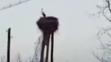 Un cocostârc REFUZĂ SĂ MIGREZE! Motivul ULUITOR pentru care pasărea nu vrea să plece (VIDEO)