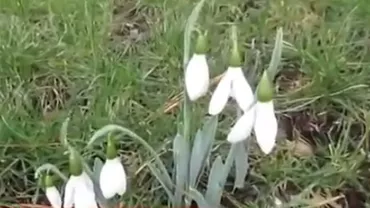 Primăvară, în decembrie: În piețe au răsărit... ghioceii (VIDEO)