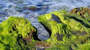 Alge TOXICE în Marea Neagră: substanțele ajung pe mesele românilor