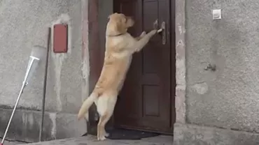 Cel mai inteligent câine din lume. Vezi cum reușește să intre în casă (VIDEO)