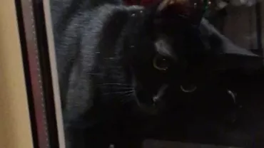 ”Bodyguard-ul” blănos! Pisică neagră, paznic la magazin (VIDEO)