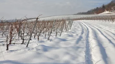 Iarna a pus STĂPÂNIRE pe Botoșani. Care a fost temperatura INCREDIBILĂ înregistrată