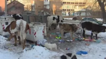 Imagini incredibile pentru 2018 în Lupeni: Vaci maidaneze care mănâncă din gunoaie (FOTO)