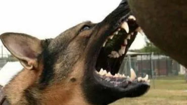 NU E BANC! Bărbat arestat pentru că a mușcat un câine polițist