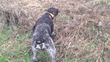 Caz INCREDIBIL: Un bărbat a fost împușcat mortal de propriul câine