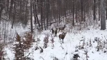IMAGINI DISTINSE surprinse într-o pădure din  Caraș-Severin (VIDEO)