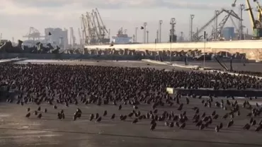 Stol de grauri la Constanța (VIDEO INCREDIBIL)