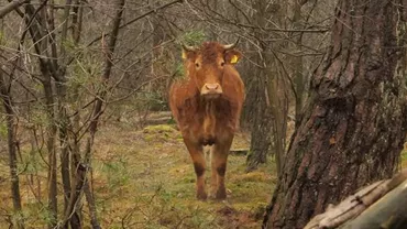 Caz INCREDIBIL în Olanda: O vacă s-a REFUGIAT în pădure de teama abatorului (VIDEO)