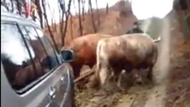 Maşină cu MULŢI cai, scoasă din NOROI de boi (VIDEO)