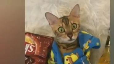 Prinsă de MICROBUL IUBIRII! Cum se uită la film o pisică îndrăgostită (VIDEO)