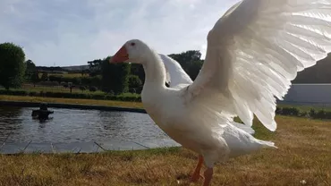 Thomas, gâscanul bisexual, a murit la vârsta de 40 de ani! Va fi înmormântat alături de iubirea vieții lui, Henry