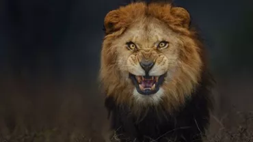 Un braconier a fost mâncat de lei în Africa de Sud