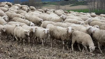 Cioban, ÎMPUȘCAT de proprietarul unui teren pe care intrase cu oile