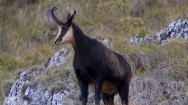 Imagini RARE din Parcul Natural Bucegi: O capră neagră, surprinsă coborând pe stânci (VIDEO)