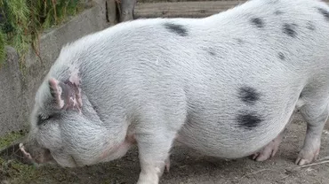Porc adoptat de la o asociaţie pentru protecţia animalelor, mâncat de noii stăpâni