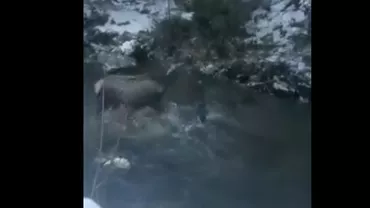Cheile Bicazului: Imagini spectaculoase cu atacul unui lup asupra unui cerb sulițar (VIDEO)