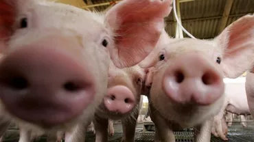 Danemarca are de două ori mai mulţi porci decât oameni