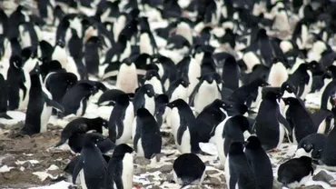 Descoperire UIMITOARE în Antarctica: O COLONIE neştiută de 1,5 milioane de PINGUINI (VIDEO)