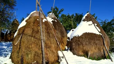 Un zimbru a TERORIZAT localnicii unui sat. „Odată ce s-a dedulcit, putem spune că acum e recidivist” (FOTO)