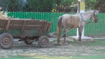 Caz HALUCINANT în Călăraşi! Prins transportând 120 de kilograme de tutun cu o CĂRUŢĂ