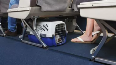 SUA: Un câine a murit în timpul unei curse aeriene după ce personalul de bord a obligat-o pe stăpână să-l pună în compartimentul superior de bagaje
