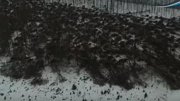 Pădurea din România doborâtă de fenomenul freezing rain. Dezastru pe o sută de hectare (VIDEO)